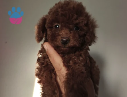 Tüy Dökmeyen Poodle bebekler - 10199 - Görsel 2