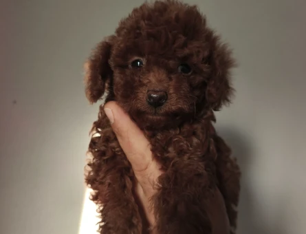 Tüy Dökmeyen Poodle bebekler - 10199