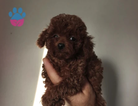 Tüy Dökmeyen Poodle bebekler - 10199 - Görsel 4