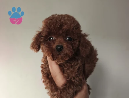 Tüy Dökmeyen Poodle bebekler - 10199 - Görsel 5