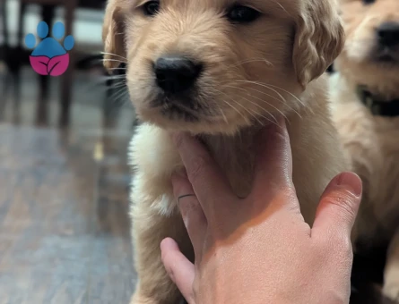 Biryaşam evden Golden retriver bebekler uygun - 10200 - Görsel 3