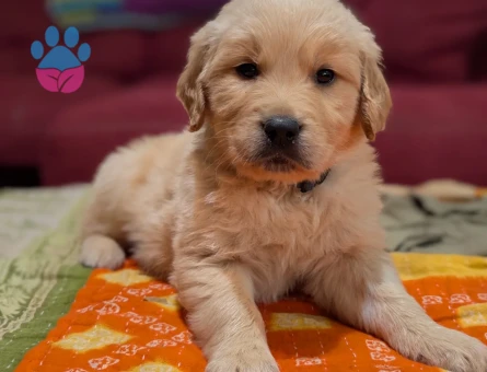 Biryaşam evden Golden retriver bebekler uygun - 10200 - Görsel 2