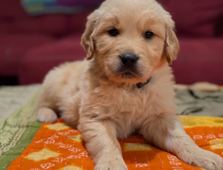Biryaşam evden Golden retriver bebekler uygun - 10200