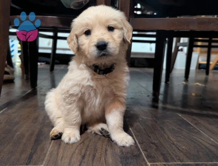 Biryaşam evden Golden retriver bebekler uygun - 10200 - Görsel 4