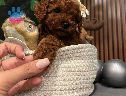EV ORTAMINDAN POODLE - 10201 - Görsel 4