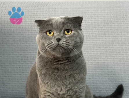 British Shorthair Yuva Arıyor - 10204 - Görsel 2