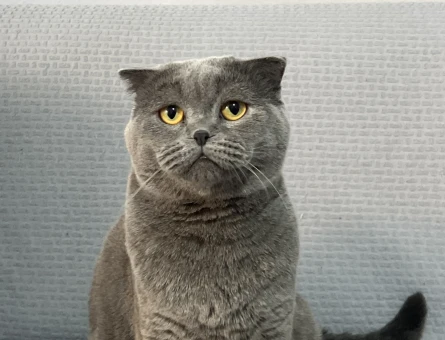 British Shorthair Yuva Arıyor - 10204