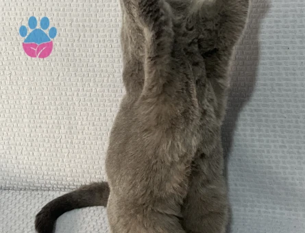British Shorthair Yuva Arıyor - 10204 - Görsel 3