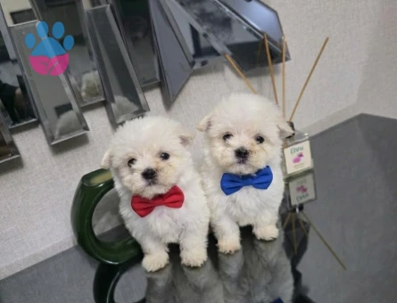 Kore maltese minnaklarım - 10207 - Görsel 2