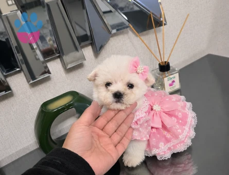 Kore maltese minnaklarım - 10207 - Görsel 3