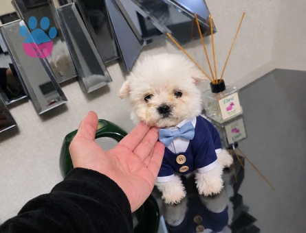 Kore maltese minnaklarım - 10207 - Görsel 5