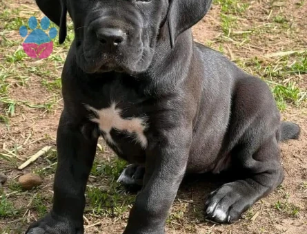 A Kalite Cane Corsa Yavruları - 10208 - Görsel 2