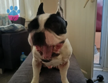 French dog - 10210 - Görsel 3