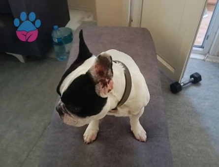 French dog - 10210 - Görsel 2