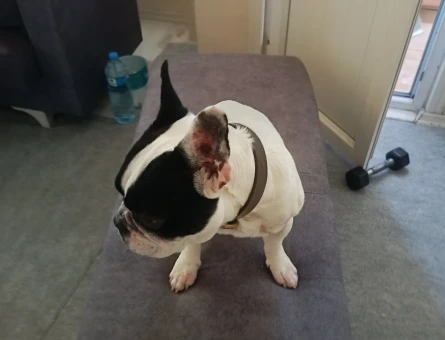 French dog - 10210
