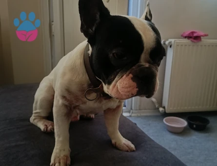 French dog - 10210 - Görsel 5
