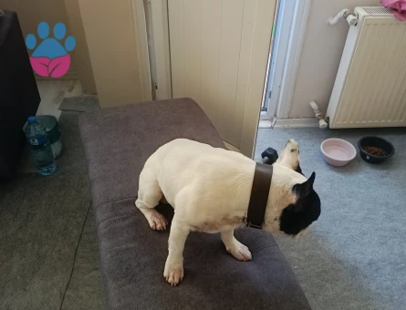 French dog - 10210 - Görsel 4