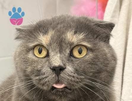 Scottish Fold 6 Yaşında Dişi Yuva Arıyor - 10212 - Görsel 3