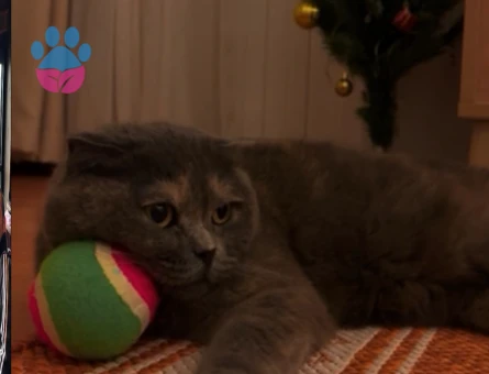 Scottish Fold 6 Yaşında Dişi Yuva Arıyor - 10212 - Görsel 2