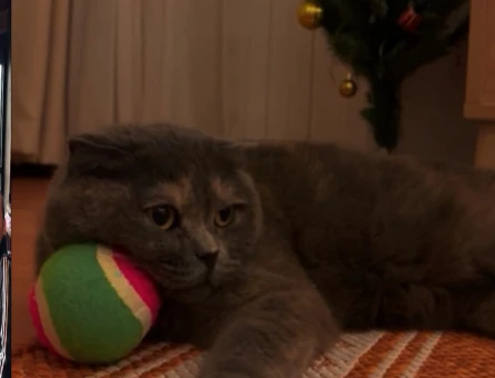 Scottish Fold 6 Yaşında Dişi Yuva Arıyor - 10212
