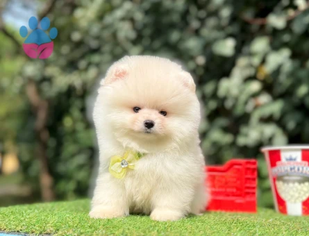 ORJİNAL POMERANİAN BOO YAVRUMUZ - 10213