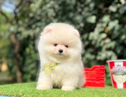 ORJİNAL POMERANİAN BOO YAVRUMUZ - 10213