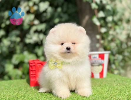 ORJİNAL POMERANİAN BOO YAVRUMUZ - 10213 - Görsel 3