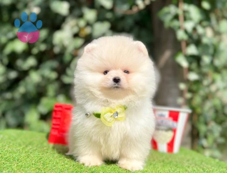 ORJİNAL POMERANİAN BOO YAVRUMUZ - 10213 - Görsel 4
