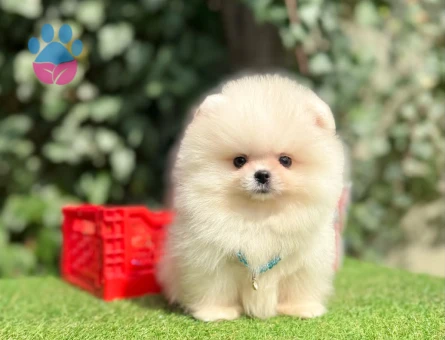 TADDY BEAR POMERANİAN BOO - 10214