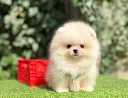TADDY BEAR POMERANİAN BOO - 10214