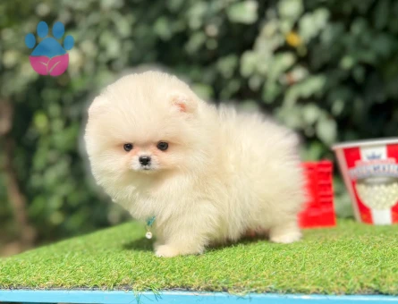 TADDY BEAR POMERANİAN BOO - 10214 - Görsel 3