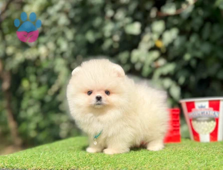 TADDY BEAR POMERANİAN BOO - 10214 - Görsel 4