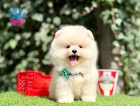 AYI YÜZLÜ POMERANİAN BOO YAVRUMUZ - 10215
