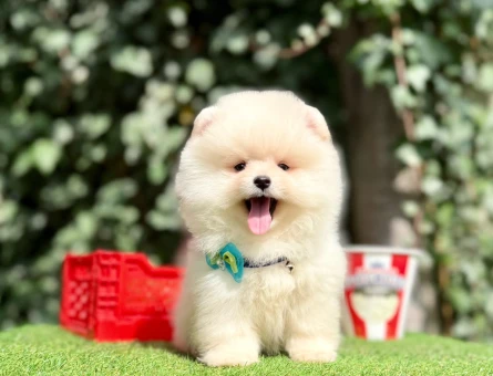 AYI YÜZLÜ POMERANİAN BOO YAVRUMUZ - 10215