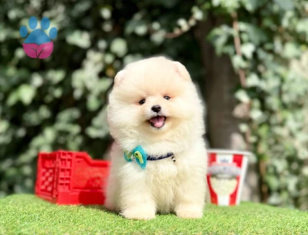 AYI YÜZLÜ POMERANİAN BOO YAVRUMUZ - 10215 - Görsel 4