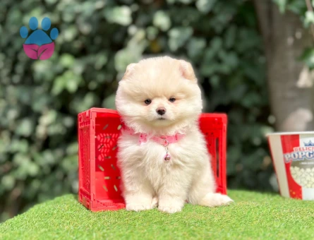 POMERANİAN BOO YAVRUMUZ - 10216 - Görsel 3