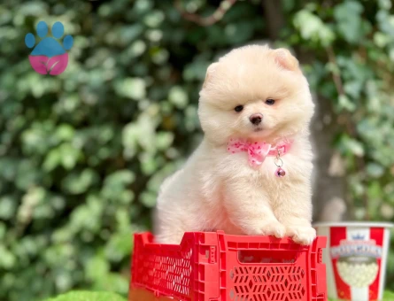 POMERANİAN BOO YAVRUMUZ - 10216 - Görsel 4