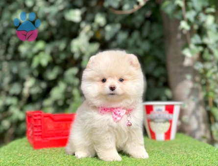 POMERANİAN BOO YAVRUMUZ - 10216
