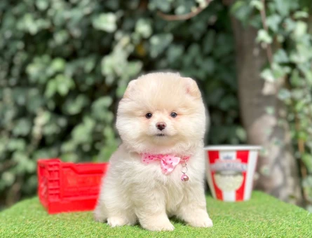 POMERANİAN BOO YAVRUMUZ - 10216
