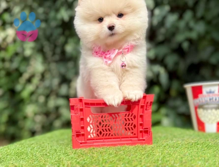 POMERANİAN BOO YAVRUMUZ - 10216 - Görsel 5