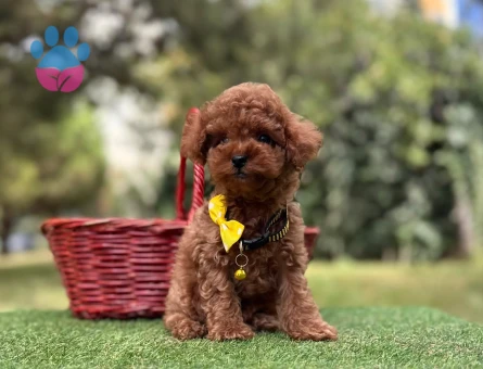 POODLE YAVRUMUZ - 10217