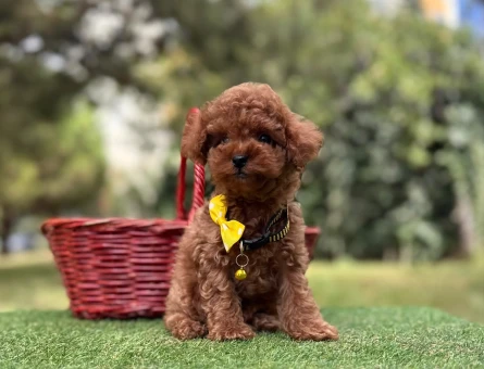 POODLE YAVRUMUZ - 10217