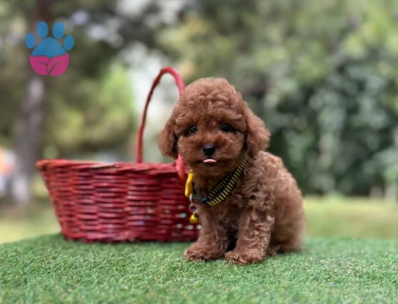 POODLE YAVRUMUZ - 10217 - Görsel 3