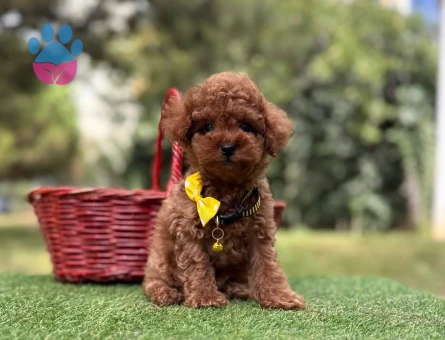 POODLE YAVRUMUZ - 10217 - Görsel 4