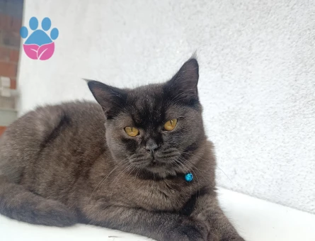 Ücretsiz Kedi sahiplendirme - 10220 - Görsel 2