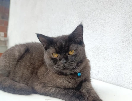 Ücretsiz Kedi sahiplendirme - 10220