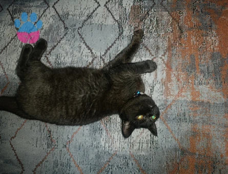 Ücretsiz Kedi sahiplendirme - 10220 - Görsel 3
