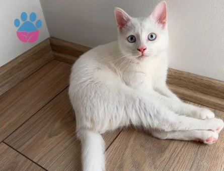 Beyaz Prens British Shorthair Yuva Arıyor - 10223 - Görsel 2