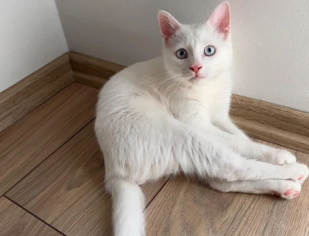 Beyaz Prens British Shorthair Yuva Arıyor - 10223