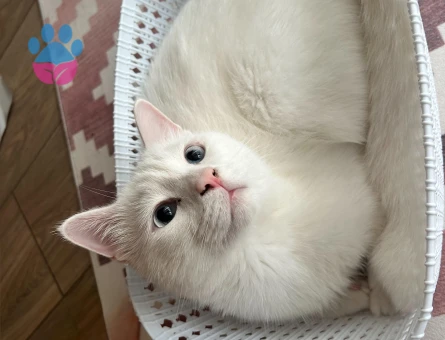 Beyaz Prens British Shorthair Yuva Arıyor - 10223 - Görsel 3